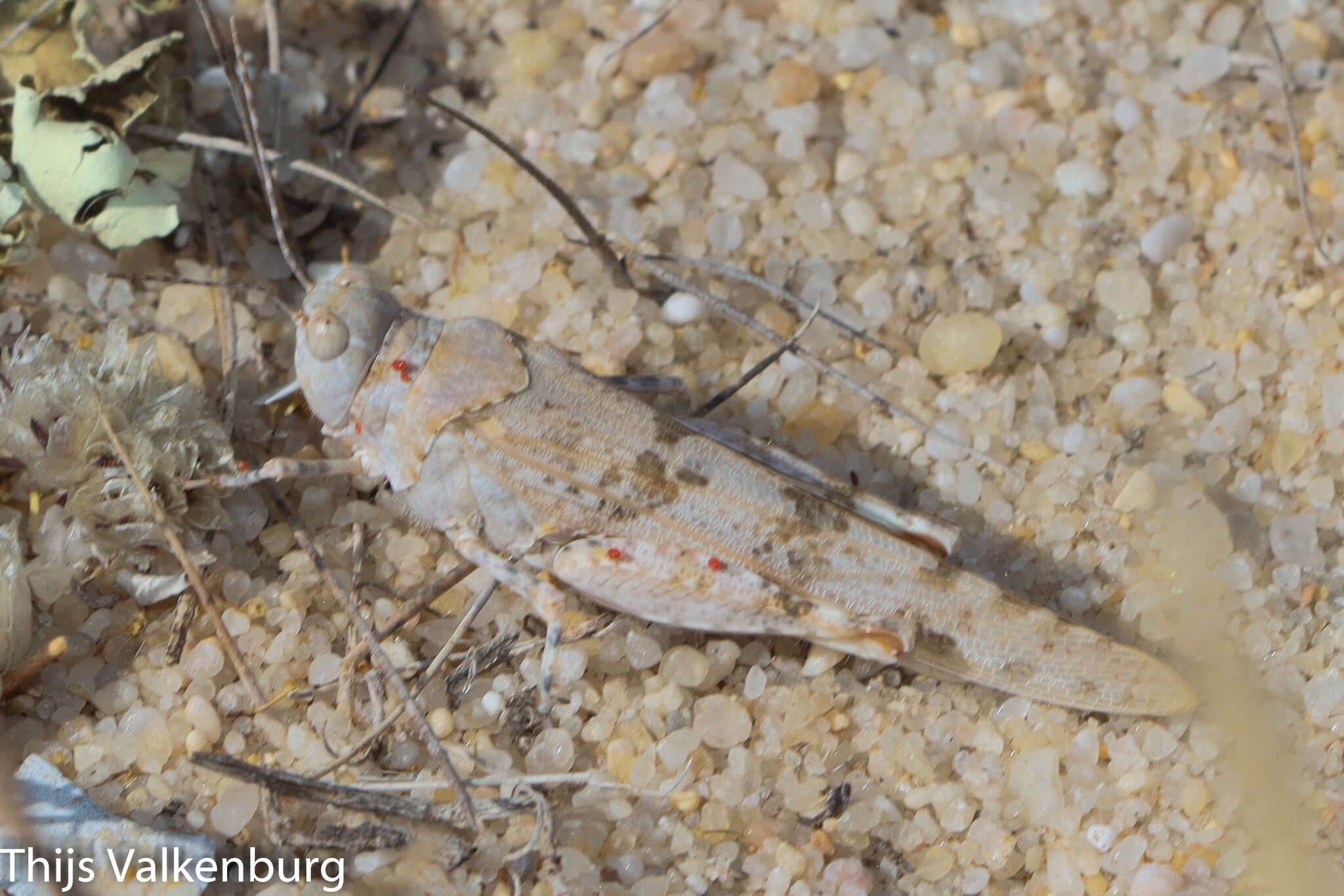 Image of Algarve Sand Grasshopper