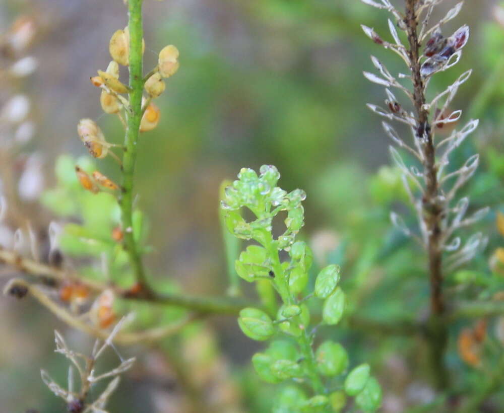 Image of Argentine pepperwort