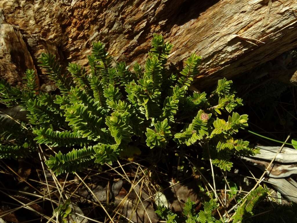 Image of Pimelea gnidia (J. R. & G. Forst.) Willd.