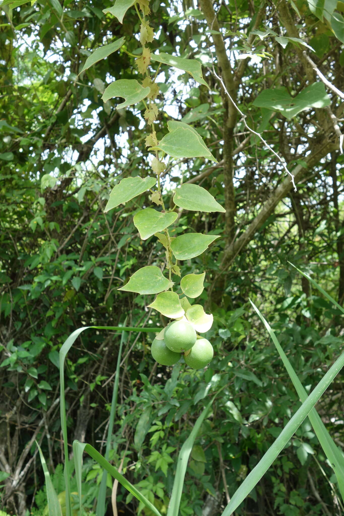 Passiflora guatemalensis S. Wats. ex W. T. Brigham的圖片