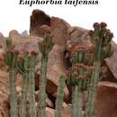 Image of Euphorbia taifensis Fayed & Al-Zahrani