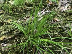 Image of Willdenow's sedge