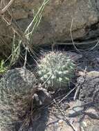 Image of Mammillaria sonorensis R. T. Craig