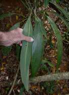 Image of Cordyline cannifolia R. Br.