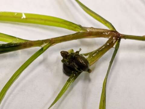 Image of Hill's pondweed