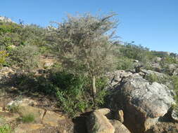 Image of Aspalathus acuminata subsp. pungens (Thunb.) R. Dahlgren