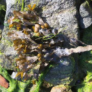 Image of Bladder Wrack