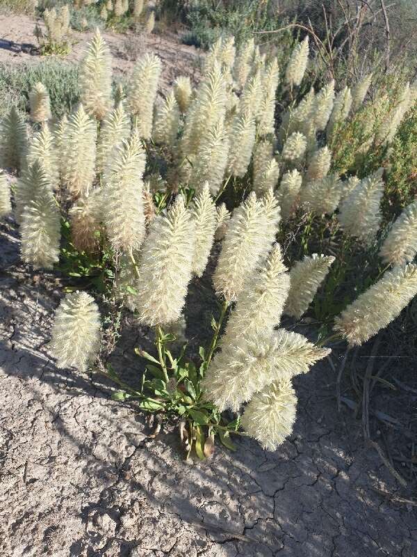 Image of Ptilotus nobilis F. Müll.