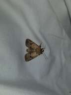 Image of Northern Scurfy Quaker Moth