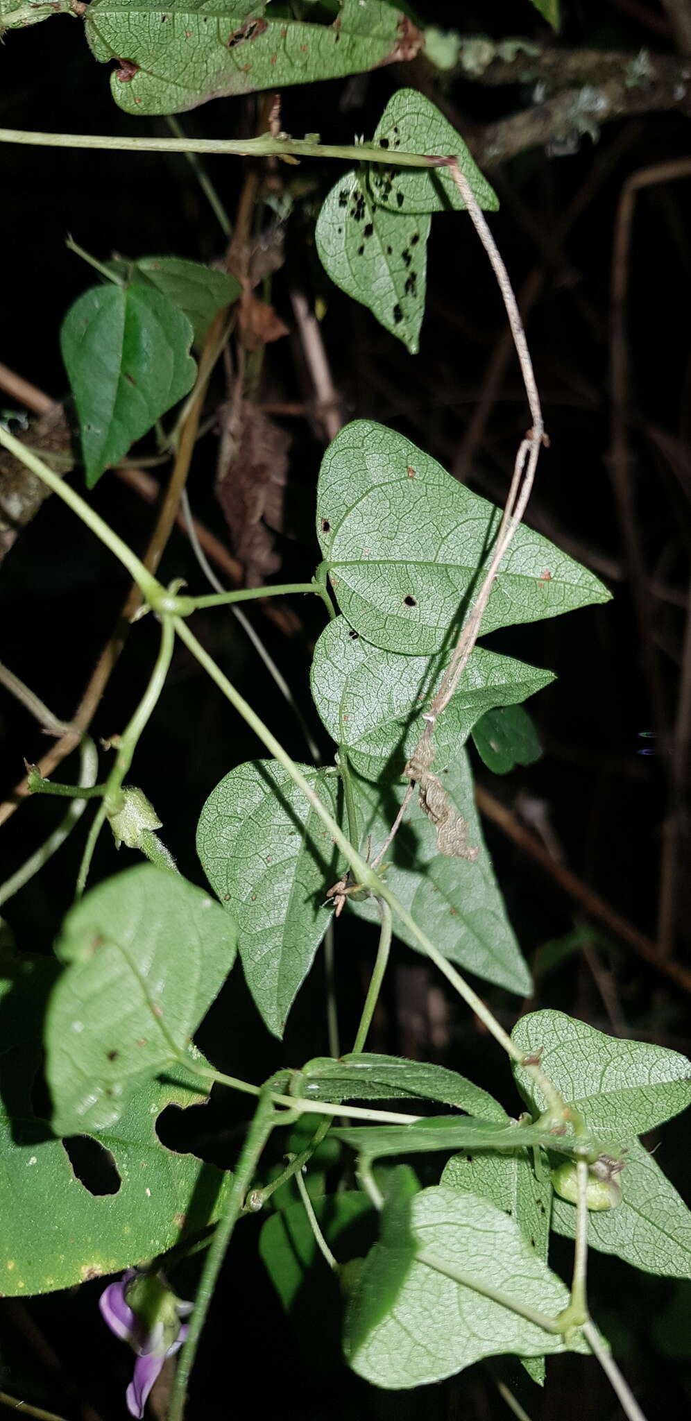 Image of kidney bean