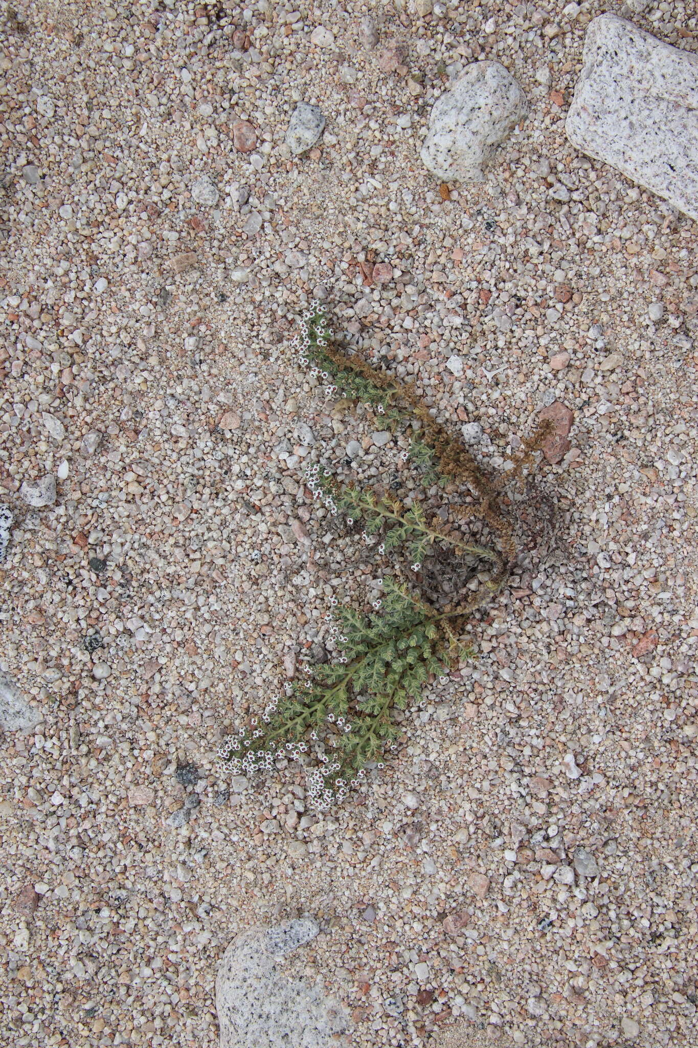 Image of Euphorbia leucophylla Benth.