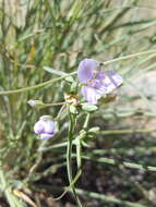 Image de Tradescantia occidentalis var. scopulorum (Rose) E. S. Anderson & Woodson