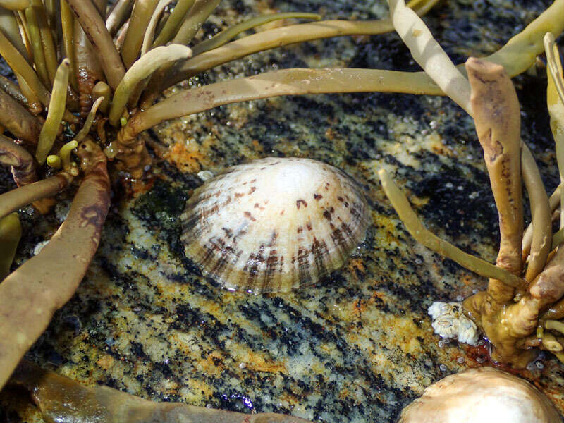 Image of Common limpet