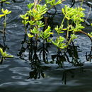 Image of turtleweed