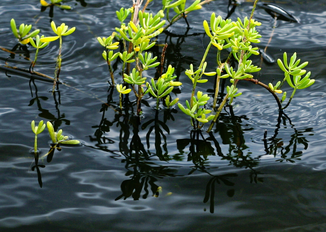 Batis maritima (rights holder: Mary Keim)