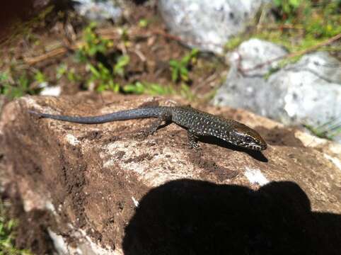 Image of Gaige's Tropical Night Lizard