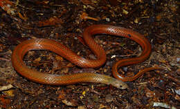 Image of Short-tailed Kukri Snake