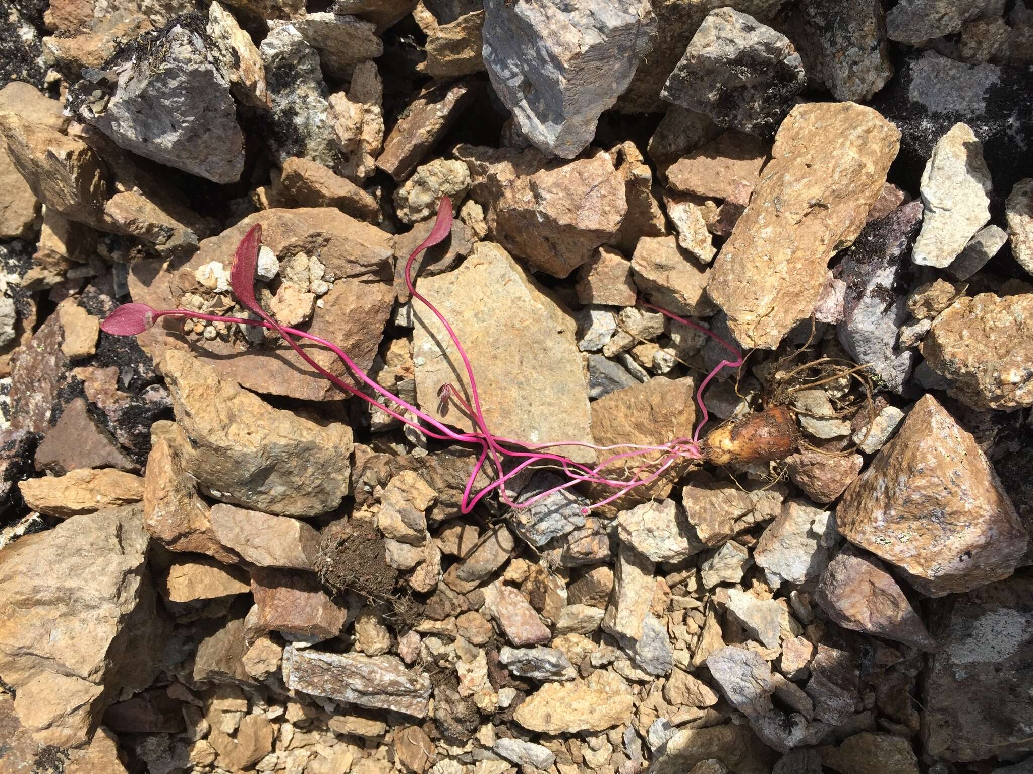 Image of Ogilvie Mountain springbeauty