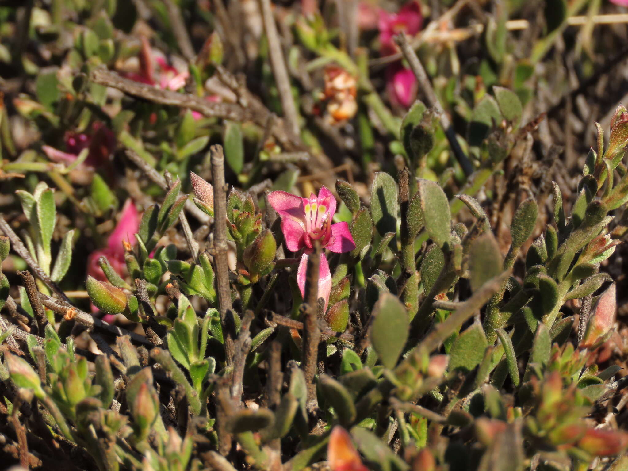 Plancia ëd Krameria cistoidea Hook. & Arn.