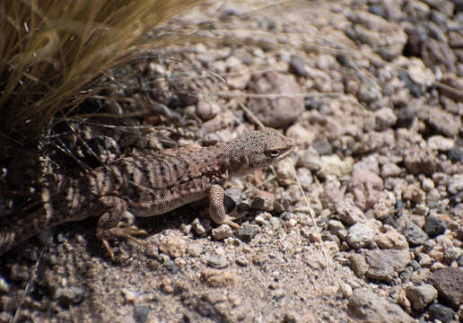 Image of Liolaemus omorfi Demangel, Sepúlveda, Jara, Pincheira-donoso & Núñez 2015