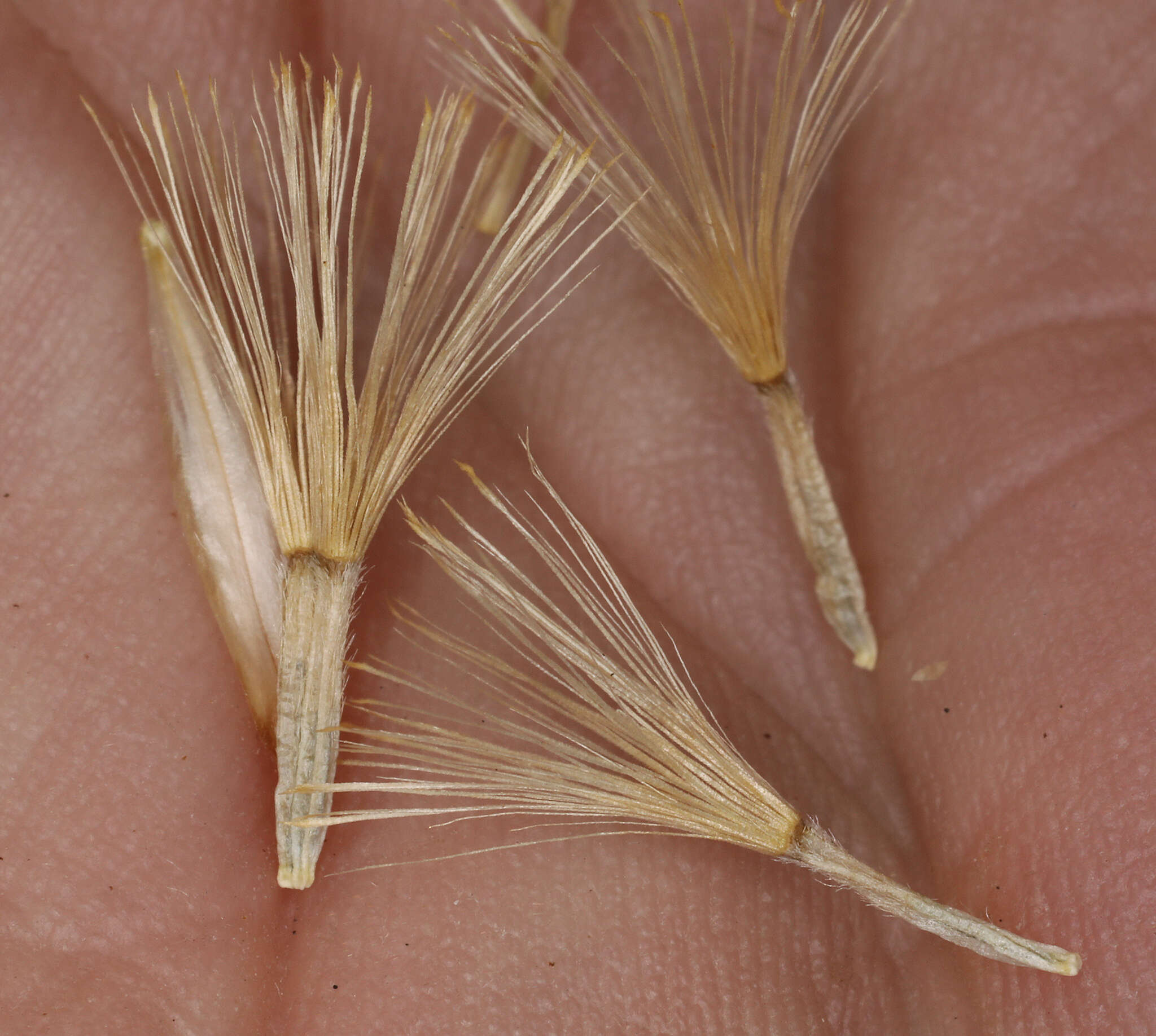 Image of Panamint rock goldenrod