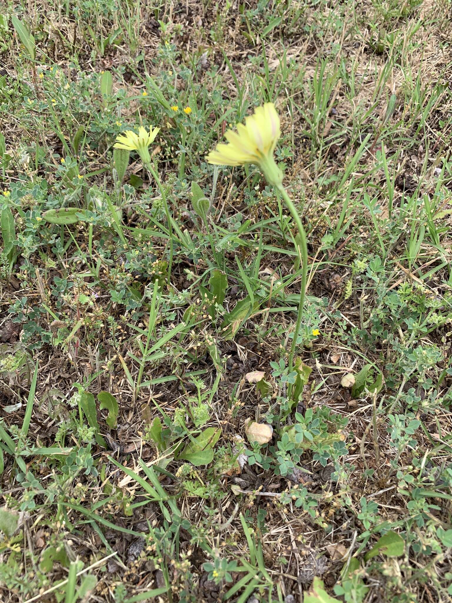 Image de Pyrrhopappus grandiflorus (Nutt.) Nutt.