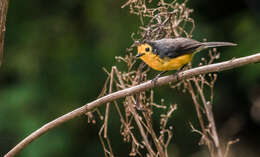 Plancia ëd Myioborus ornatus chrysops (Salvin 1878)