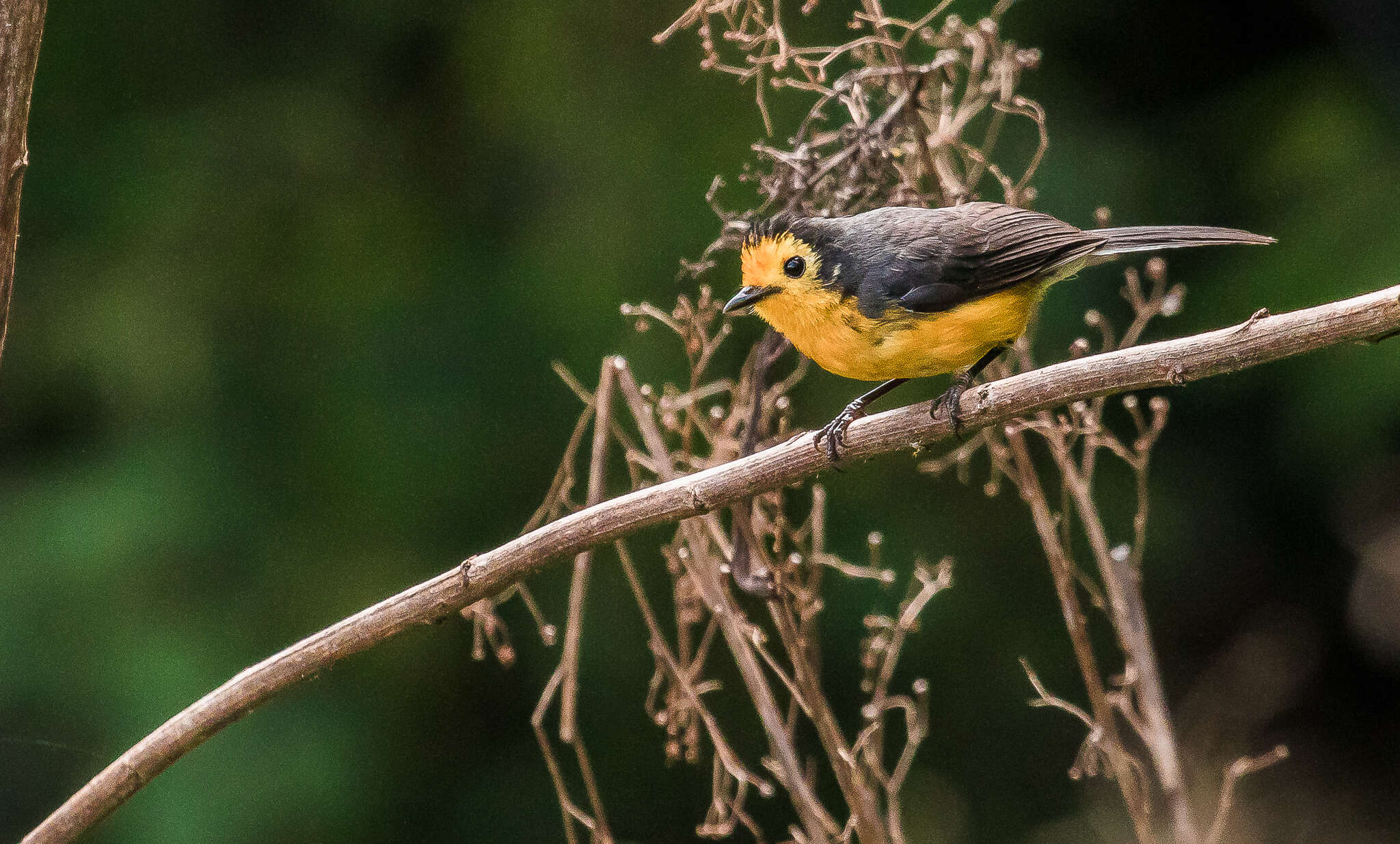 Plancia ëd Myioborus ornatus chrysops (Salvin 1878)