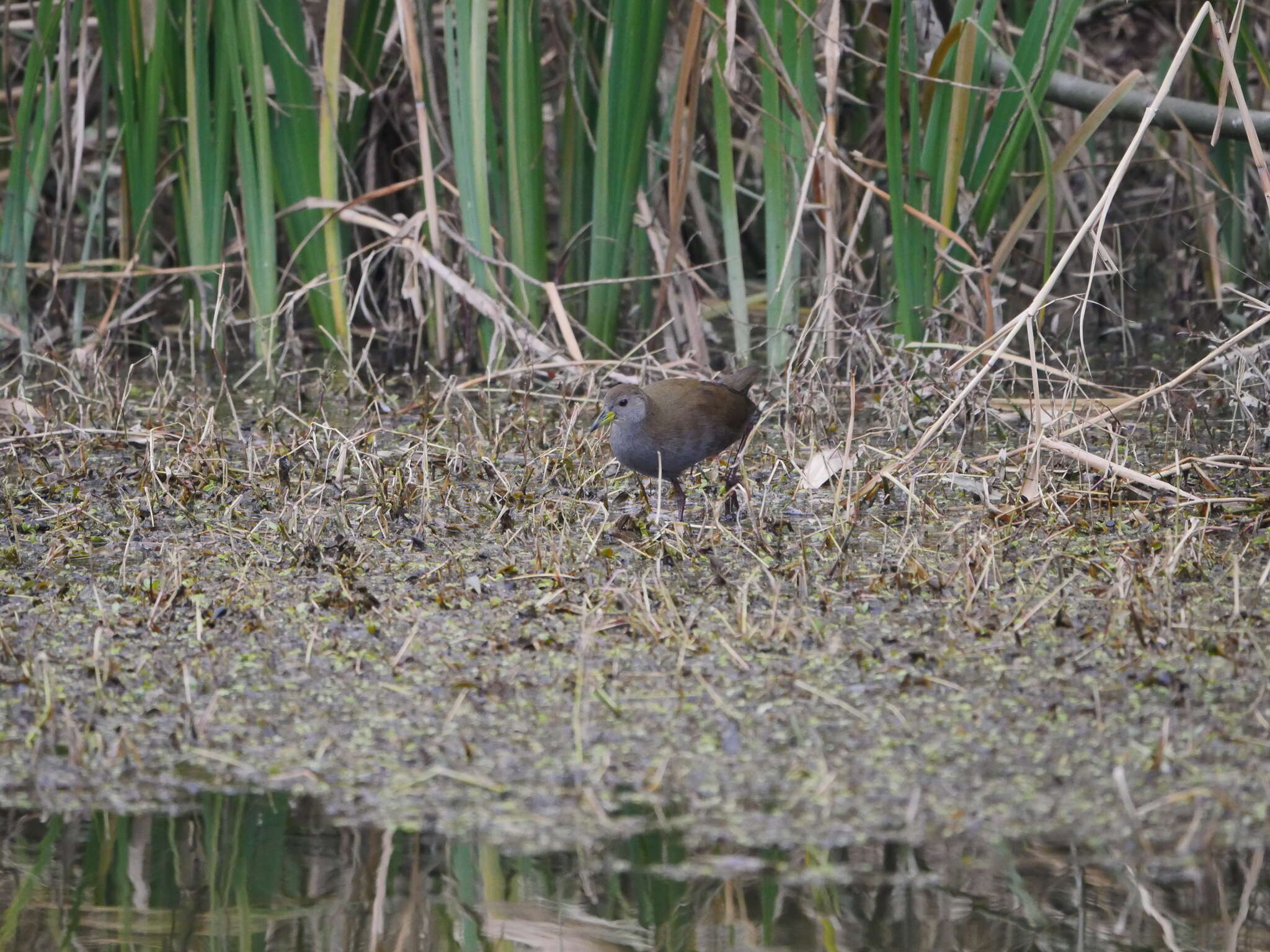 Image of Brown Crake