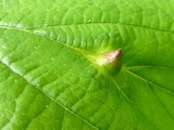 Image of Witch Hazel Cone Gall Aphid