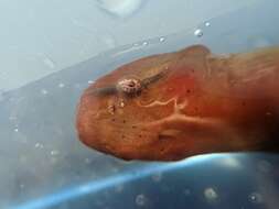 Image of Slender clingfish