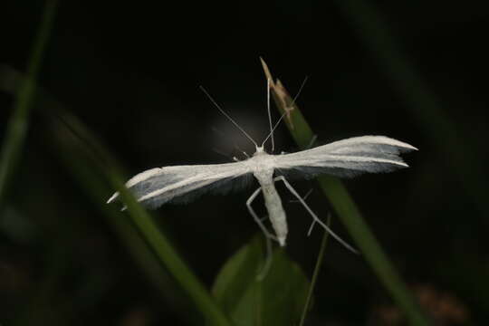 Image of Pterophorus