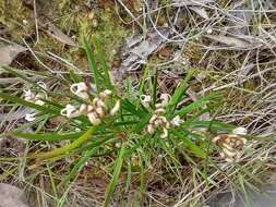 Image of Grevillea micrantha Meissn.