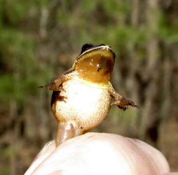 Image of Cajun Chorus Frog