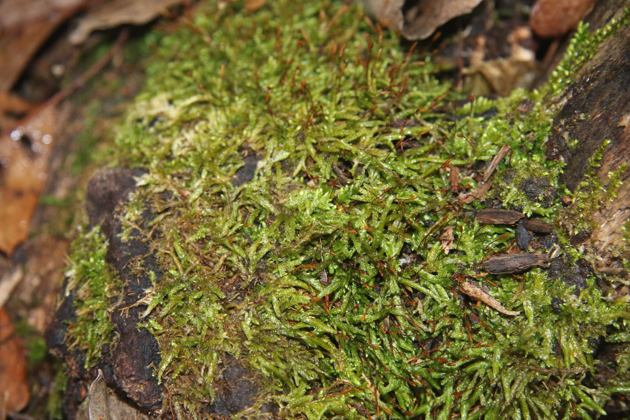 Image of seductive entodon moss