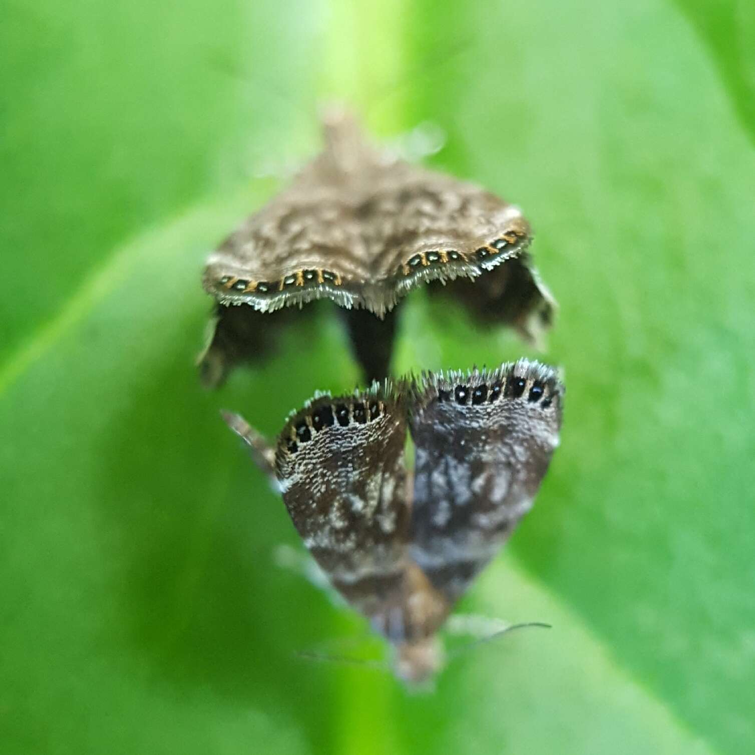 Image of Brenthia leptocosma Meyrick 1916