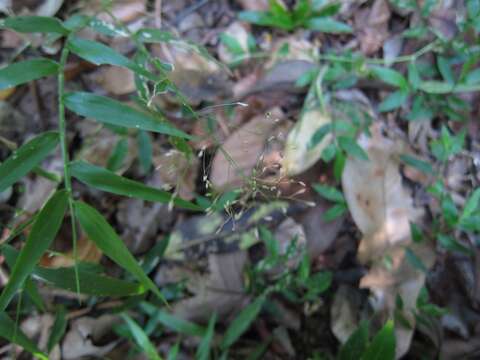 Image of Panicum pleianthum Peter