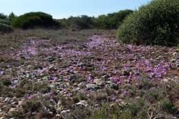 Image of Colchicum filifolium (Cambess.) Stef.