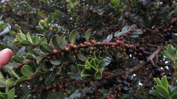 Image of Myrsine dependens (Ruiz & Pav.) Sprengel