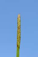 Image of Hollow-Stem Spike-Rush