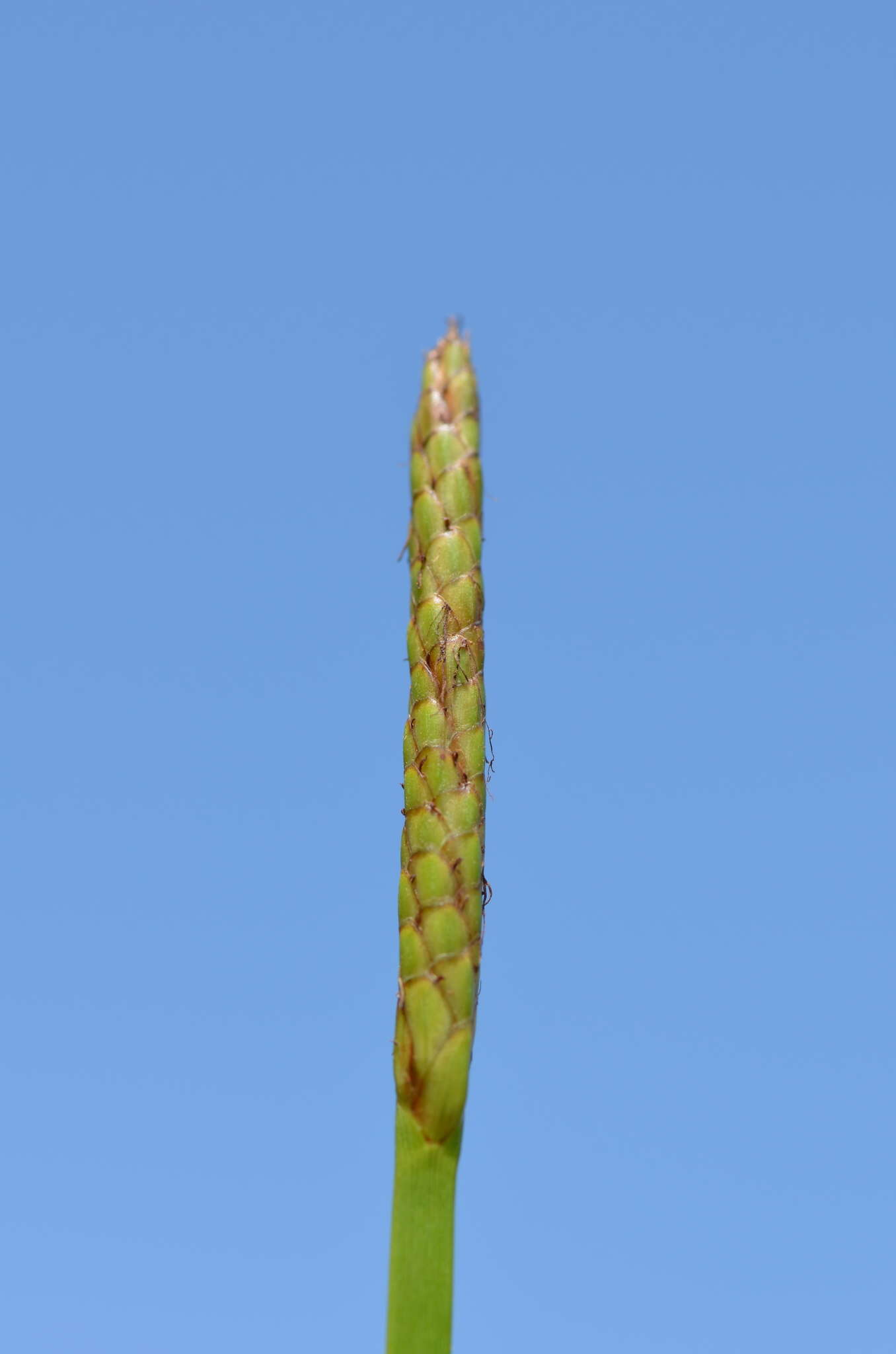 Image of Hollow-Stem Spike-Rush