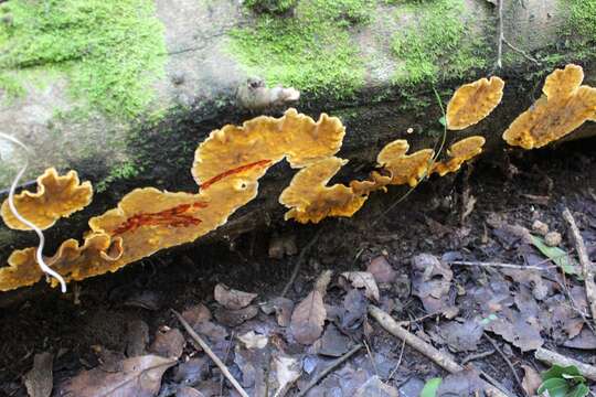 Image of Stereum greslebiniae Gorjón & Hallenb. 2013