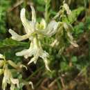 Image of Soxman's milkvetch