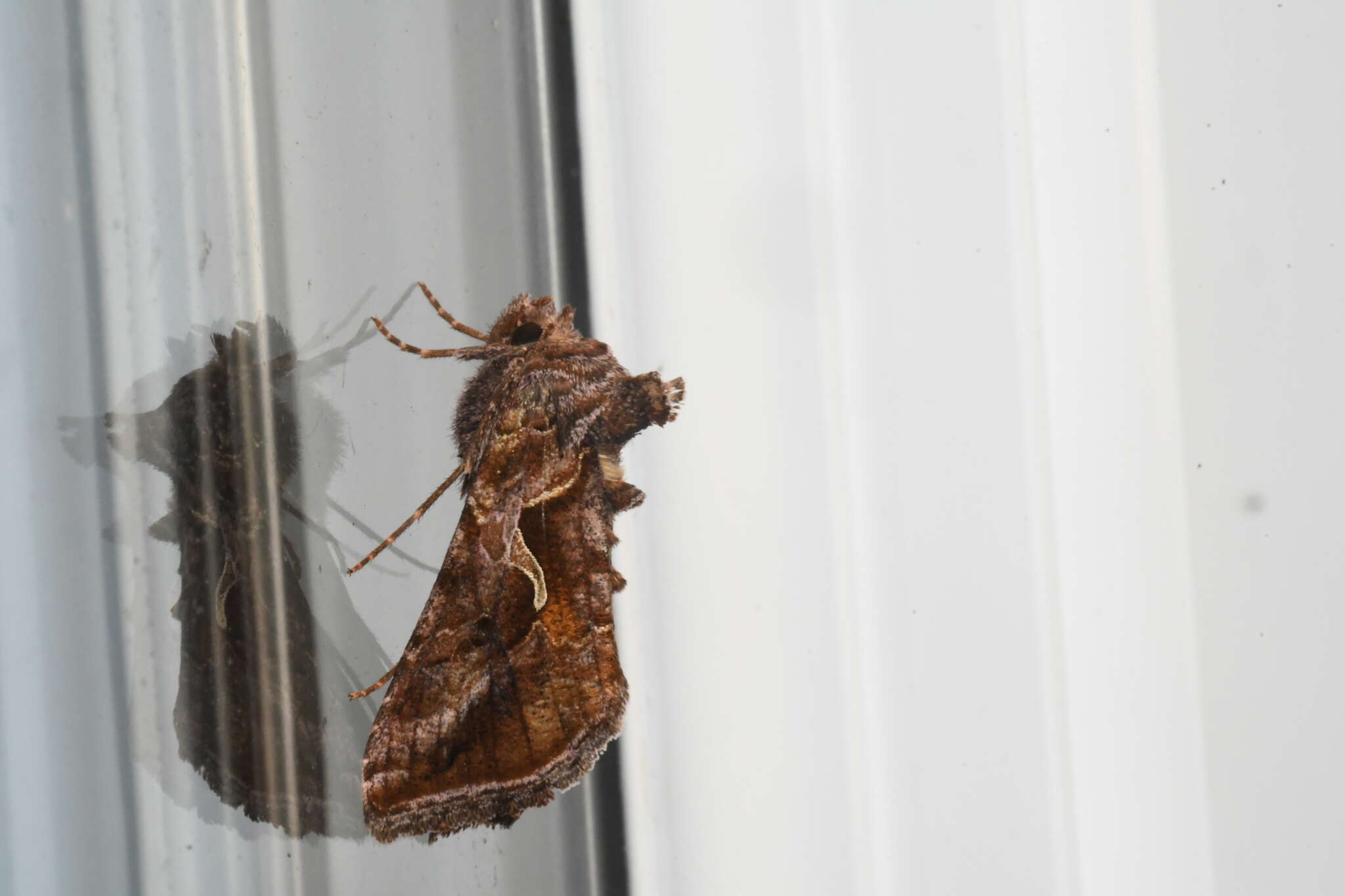 Image de Autographa rubidus Ottolengui 1902