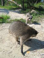 Image of Cozumel Island Raccoon