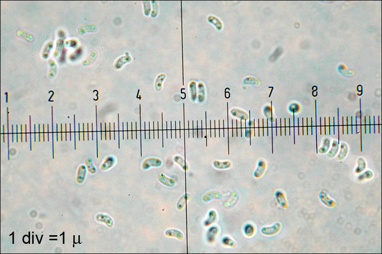 Image of <i>Phlebia tremellosa</i>