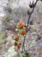 Sivun Echeveria longissima var. aztatlensis J. Meyrán kuva