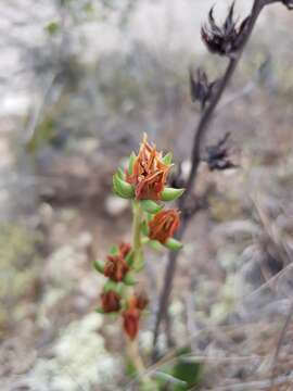 Image of Echeveria longissima Walther