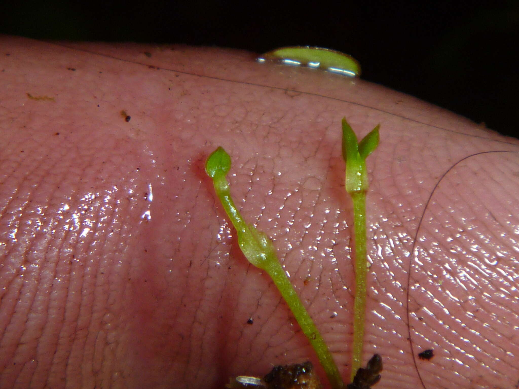 Imagem de Stellaria parviflora Banks & Soland. ex Hook. fil.