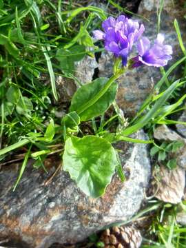 Primula latifolia Lapeyr. resmi